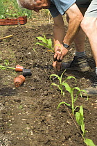 Gardener planting out young Sweet corn / Maize plants {Zea mays} on allotment, UK, June