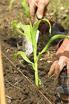 Planting young Sweet corn / Maize plant {Zea mays} on allotment, UK, June