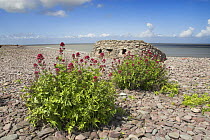 Naturalised Red valerian {Centranthus ruber} growing on Porlock beach, with WW2 pill box in background, Somerset, UK, May