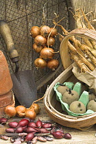 Rustic potting shed still life with garden tools, Onion sets, Shallots, Runner bean and Potato seeds