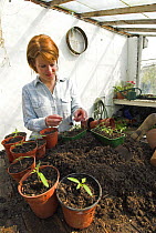 Woman gardener in greenhouse potting young Tomato seedlings {Solanum lycopersicum} UK, March