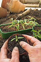 Potting Tomato seedling {Solanum lycopersicum} 'Ailsa craig' variety, in greenhouse, UK, March