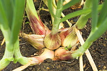 Shallots {Allium oschaninii} red variety, growing in small vegetable plot, UK, June