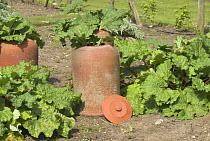 Traditional Rhubarb bed with terracotta forcing pots, Norfolk, UK, April