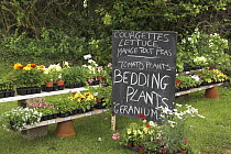 Roadside stall selling garden plants, UK, May