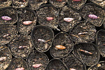 Runner beans {Phaseolus coccineus} seeds planted in fibre biodegradable, pots, Norfolk, UK, April