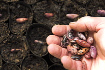 Runner beans {Phaseolus coccineus} being planted in fibre biodegradable, pots, Norfolk, UK, April