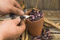 Gardener preparing Runner bean seeds {Phaseolus coccineus} from previous year's pods, UK