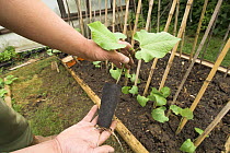 Gardener planting Runner Beans {Phaseolus coccineus} in small urban vegetable plot, UK, May