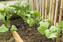 Runner beans {Phaseolus coccineus} in small urban vegetable plot, UK, May