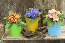 Garden Primula plants {Primula polyanthus} in colourful buckets, rustic garden shelf setting, UK