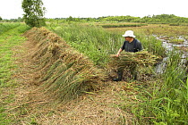 Saw Sedge {Gahnia radula} being stacked after cutting, to be used for capping thatched roofs, Norfolk Broads, UK, June