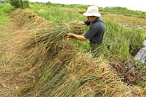 Harvesting Saw Sedge {Gahnia radula} for thatching