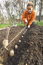 Woman gardener planting new potatoes {Solanum tuberosum} in small vegetable plot, Norfolk, UK, March