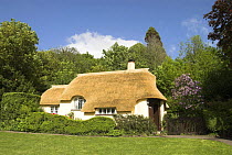 Thatched cottage, Selworthy, Somerset, UK, May