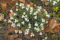 Snowdrops {Galanthus nivalis} flowering clump viewed from above, Norfolk, UK, February