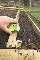 Sowing Lettuce seeds {Lactuca sativa} ' Little Gem' variety, in vegetable plot, UK