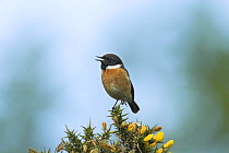Male Stonechat {Saxicola rubicola} singing on Gorse bush, UK, May