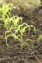 Young Sweet Corn / Maize Plants {Zea mays} planted on allotment, UK, June