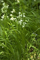 Three cornered leek {Allium triquetrum} naturalised and flowering in woodland glade, Somerset, UK, May