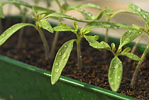 Young Tomato seedlings {Solanum lycopersium} covered in water drops, growing in seed tray, UK, March