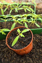Young Tomato seedlings {Solanum lycopersium} UK, March