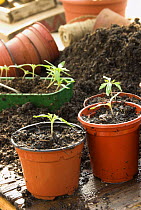 Young Tomato seedlings {Solanum lycopersium} in plant pots on potting shed bench, UK, March
