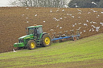 Seagulls following tractor ploughing field, springtime, Norfolk, UK