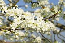 Victoria Plum {Prunus sp.} in blossom, Springtime, Norfolk, UK, April