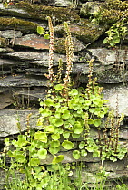 Navelwort / Wall Pennywort {Umbilicus rupestris} growing on drystone wall, Somerset, UK, May
