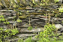 Navelwort / Wall Pennywort (Umbilicus rupestris) growing on drystone wall, Somerset, UK, May