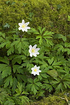 Wood Anemone {Anemone nemorosa} flowers in Spring, Norfolk, UK, April