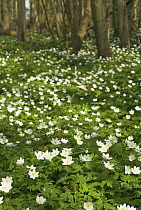 Carpet of Wood Anemones {Anemone nemorosa} flowering in woodland, Norfolk, UK, April