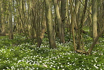 Wood Anemones {Anemone nemorosa} flowering in woodland, Norfolk, UK, April