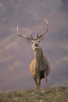 Red deer (Cervus elaphus) stag in Scottish glen. Alladale, Sutherland, Scotland. February.