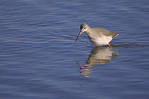 Spotted redshank (Tringa erythropus) adult in winter plumage wading in shallow lagoon. Norfolk, England. March.