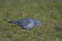 Stock dove / pigeon (Columba oenas) feeding in agricultural set-aside field. Norfolk, England. March.