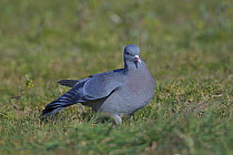 Stock dove / pigeon (Columba oenas) in agricultural set-aside field. Norfolk, England. March.