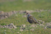 Red-legged partridge (Alectoris rufa) in agricultural set-aside field. Norfolk, England. March.