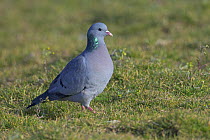 Stock dove / pigeon (Columba oenas) in agricultural set-aside field. Norfolk, England. March.