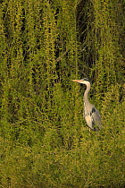 Grey heron (Ardea cinerea) adult perched in Willow tree. Hertfordshire, England. April.