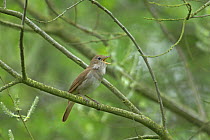 Nightingale (Luscinia megarhynchos) adult singing. Cambridgeshire, England. April.