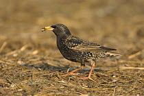 Common starling (Sturnus vulgaris), adult in spring plumage catching insects on farm midden heap. Hertfordshire, England. April.