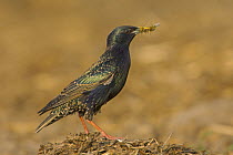 Common starling (Sturnus vulgaris), male adult in spring plumage catching insects on farm midden heap. Hertfordshire, England. April.