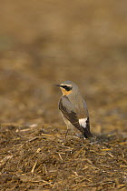 Northern wheatear (Oenanthe oenanthe), adult male in spring plumage on farm midden heap. Hertfordshire, England. April.