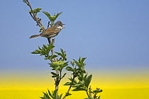 Common whitethroat (Sylvia communis) adult female singing in hedgerow by oilseed rape field. Norfolk, England. May.