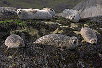 Common seals (Phoca vitulina) hauled out on a rocky islet. Isle of Skye, Inner Hebrides, Scotland. June.