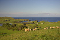 Sheep grazing on the Isle of Canna. Inner Hebrides, Scotland. June.