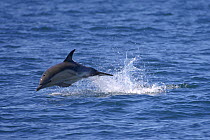 Common dolphin (Delphinus delphis) breaching, near Isle of Coll, Inner Hebrides, Scotland. June.
