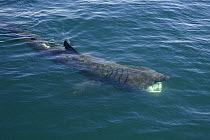 Basking shark (Cetorhinus maximus) filter feeding near Isle of Coll, Inner Hebrides, Scotland. June.
